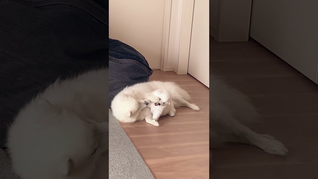 犬おやつ さつま芋チップスの作り方 レシピ How To Cook Dog Treats Dried Sweet Potato Youtube