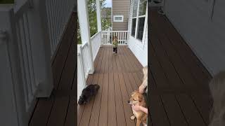 Boy runs towards his Dad on porch in front of house then gets tripped by dog