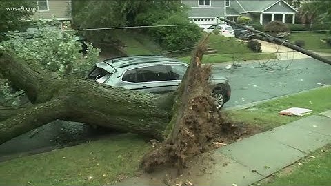 Huge tree knocks down power lines and smashes car in Kensington