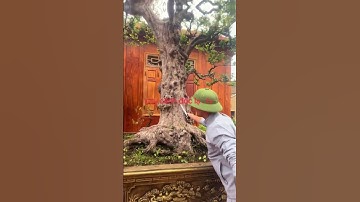 cụ khế cổ thụ #bonsai #caycanh