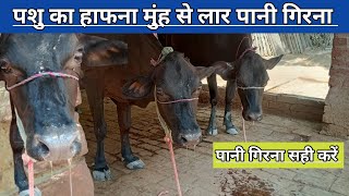 गय भस क हपन मह स लर और पन गरन सह कर पशओ क मह और नक स पन गरन सह कर