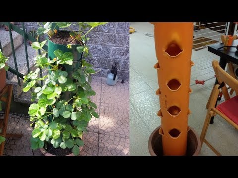 Video: Piantatura verticale di fragole in una pipa. Come fare una pipa per piantare le fragole?