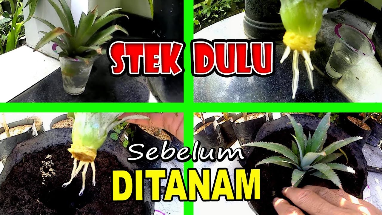 Cara Menanam Nanas Dari Mahkota Agar Cepat Tumbuh dan Berbuah #Stek
