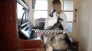 Teaching My Husky To Do Random Things...