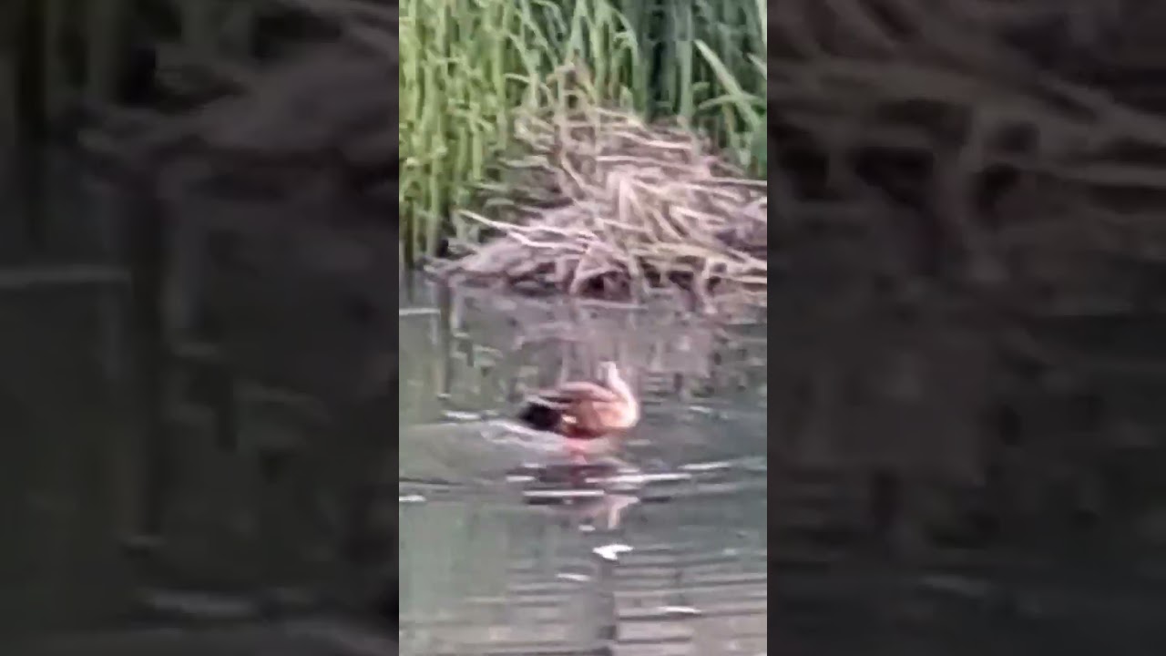 뭔일 있는겨? 깔끔 오리