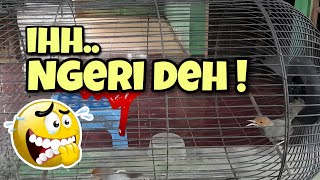 Download Lagu BEGINI CARA MELATIH MENTAL PRENJAK AGAR LEBIH GANAS ‼️ MP3