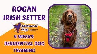 Rogan the Irish Setter  4 Weeks Residential Dog Training