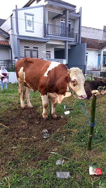 Hewan Kurban Idul Adha