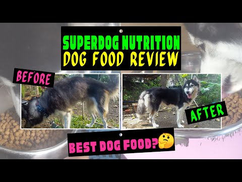 Video: Улгайган Иттердеги Когнитивдик Функцияны Күчөтүү - Nutrition Dog