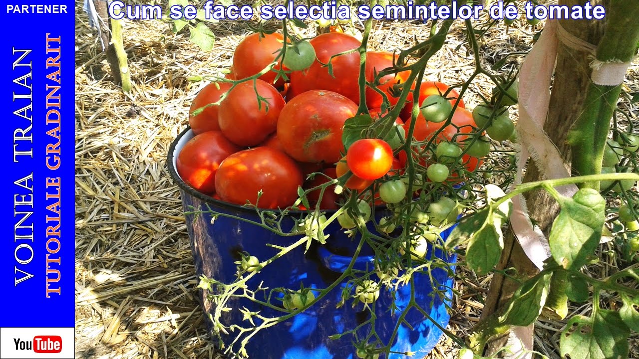 Cum se face selecția semințelor de tomate