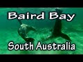 &#39;Dolphins and Sea Lions&#39; Baird Bay, South Australia