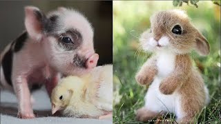 Cute baby animals - Cutest moments of puppies, kittens and pets by Cute Animal World 51 views 3 years ago 10 minutes, 58 seconds