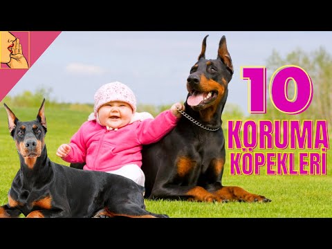 Video: En Koruyucu 10 Köpek Irkları