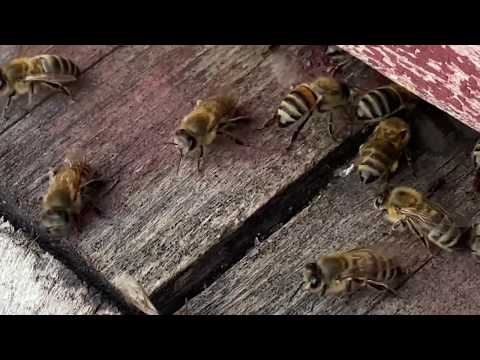 Где ставить ловушки для пчёл/Как выбрать правильное место/Ловля Роев