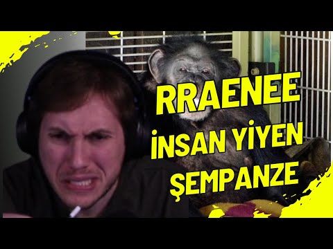 RRaenee - İNSAN YİYEN ŞEMPANZE TRAVİS'iN HİKAYESİNİ İZLİYOR!!