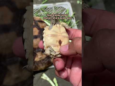 Video: Adakah kura-kura african spurred terancam?