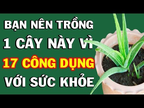 Video: Kỷ Và Lô Hội: Sự Khác Biệt Là Gì? Sự Khác Biệt Giữa Cây Thùa Và Cây Lô Hội Là Gì?