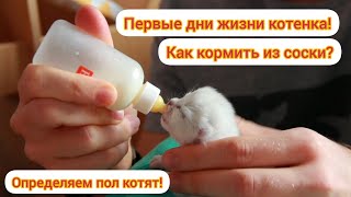 Первые дни жизни котенка! Как кормить из соски? Определяем пол! by DEBORKADER 76,430 views 3 years ago 6 minutes, 35 seconds