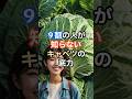 実は、９割の人が知らないキャベツの底力 #shorts#ショート