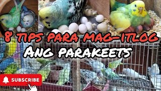 8 TIPS FOR SUCCESSFUL BREEDING SA ATING MGA ALAGANG PARAKEETS/NA INFERTILE ANG MGA ITLOG #parakeets