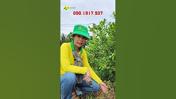 Cách Nhận Biết Bệnh Thông Quá Lá Vô Cùng Đơn Giản