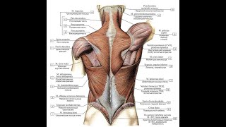 Мышцы и фасции грудной клетки и спины