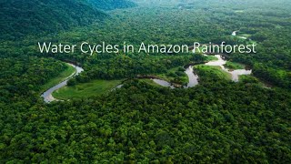 Water Cycles in the Amazon Rainforest (ALevel Geography)