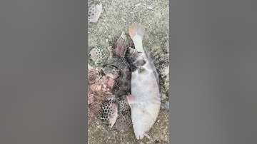 Câu cá tại Đồ Sơn 2023 - Hòn Dáu Resort.