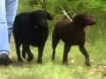 Curly Coated Retriever Info Movie Channel の動画、YouTube動画。
