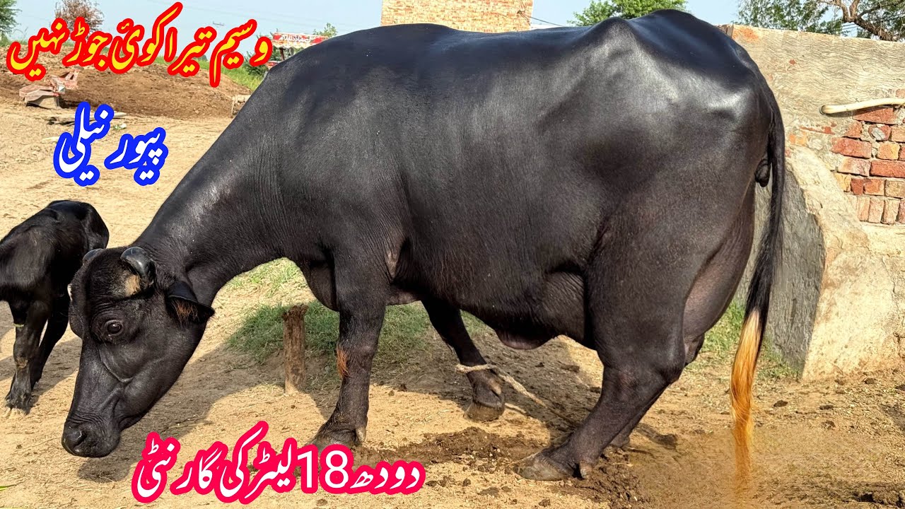 پیورنیلی دریاۓستلج کی دوجن بھینس براۓفروخت 31 اکتوبر | Pure Nilli High Milking Buffalo for sale 