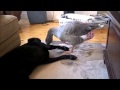 Goose aggravates dog