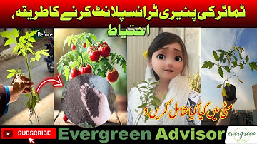 Easily Propagate Tomatoes 🍅 |3 Simple Steps|How to Propagate Tomato Plant At home successfully