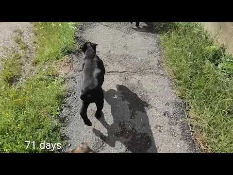 kennel cane corso ELITE LEGION