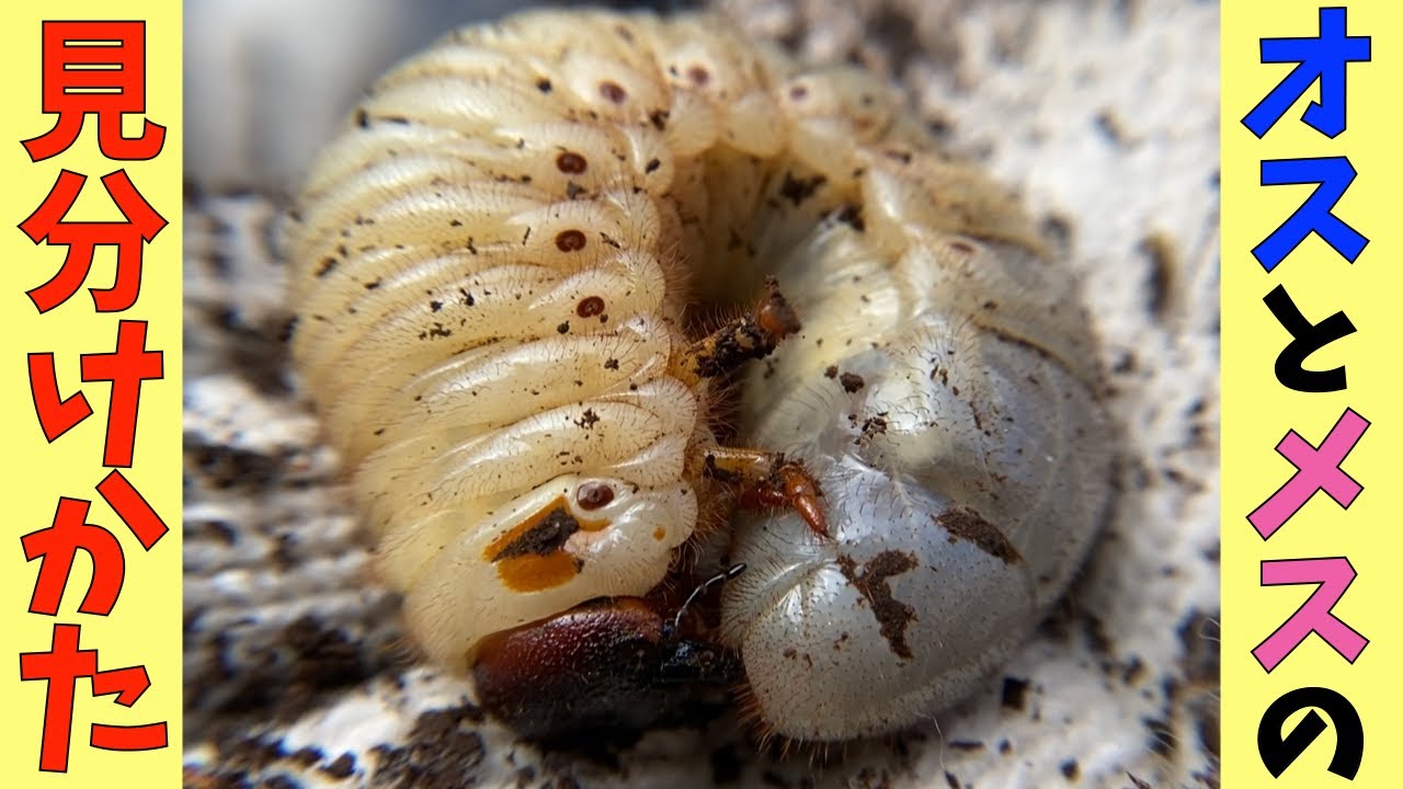 カブトムシの幼虫のオスとメスを見分ける方法 チャンネル名変更の理由も明かす Youtube