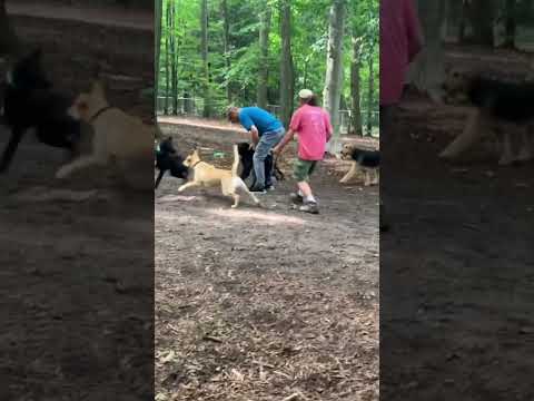 Video: Koirapuisto Ennakko: Big Dog vs Small Dog