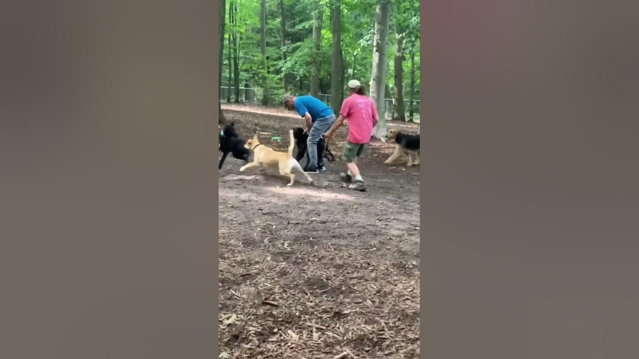 Aggressive Labrador ATTACKS 3 dogs at the dog park!! Aggressive Labrador ATTACKS 3 dogs at the dog park!!