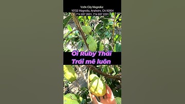 Cây Ổi ruby thái ở mỹ trái thấy mê luôn