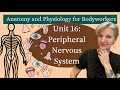 A & P Unit 16: Peripheral Nervous System | MBLEx Prep