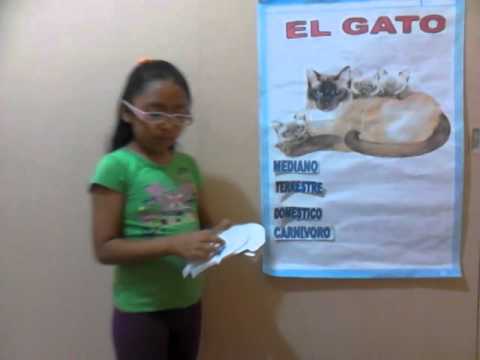 Video: Cómo Prepararse Para Una Exposición De Gatos