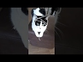 Funny cats