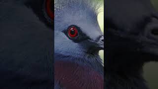 Pomba Goura Victoria Saiba Tudo Sobre Esse Pssaro Extico E Encantadorandersonmalu