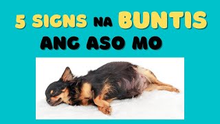 Signs na BUNTIS ang Aso.. Alamin ang mga SIGNS That Your Dog is Pregnant