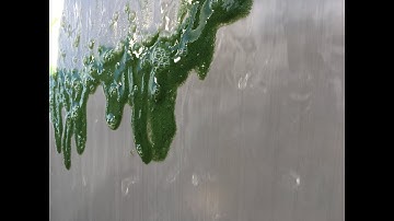 Algae Removal using Baleen Filter Technology