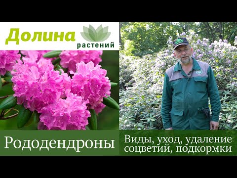 РОДОДЕНДРОНЫ — как посадить/обрезать, чем подкормить, как размножать и ухаживать? Советы дендролога.