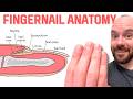 Nail Anatomy Fingernails And Toenails Integumentary System Nail Anatomy Fingernails And Toenails Integumentary System
