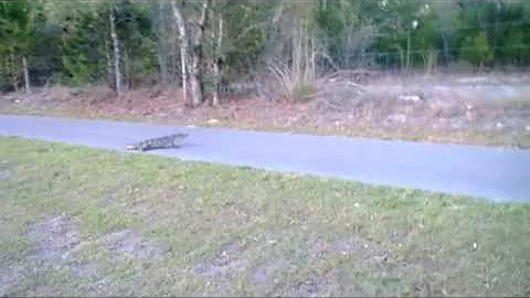 Starkey alligator Encounter