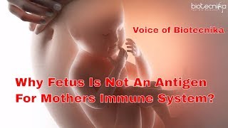 Why Fetus Is Not An Antigen For Mothers Immune System - Voice of Biotecnika