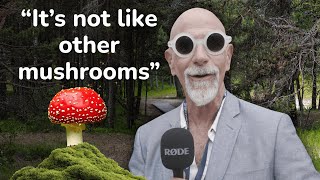 WE GAVE STRANGERS RED CAP MUSHROOMS