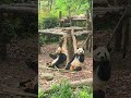 #duniahiburan #videolucu #random #seru #unik #asyik #funny #memes #lucuindonesia #kontenviral