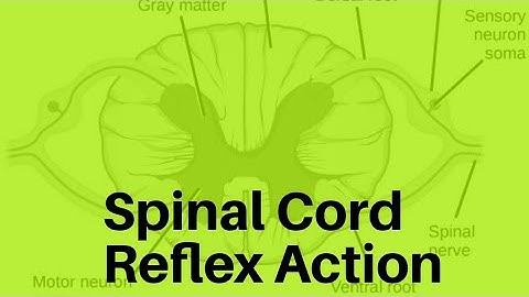 Nervous system- Structure of spinal cord and reflex action